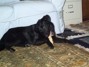 Lucy with her chew bone